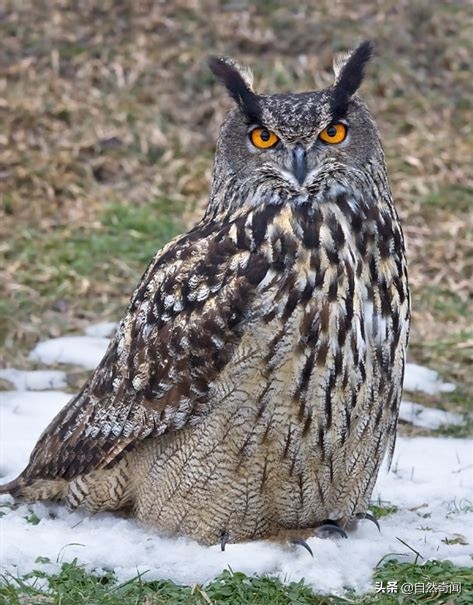 金雕猛禽排名,猛禽战斗力排行榜第一名