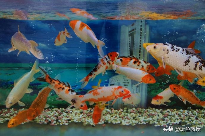 养锦鲤鱼缸里可以养水草吗,养锦鲤小条养还是大条养好