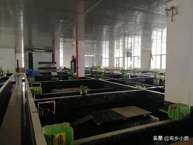 宠物龟如何晒太阳补钙最好,家庭宠龟冬季需要保暖吗