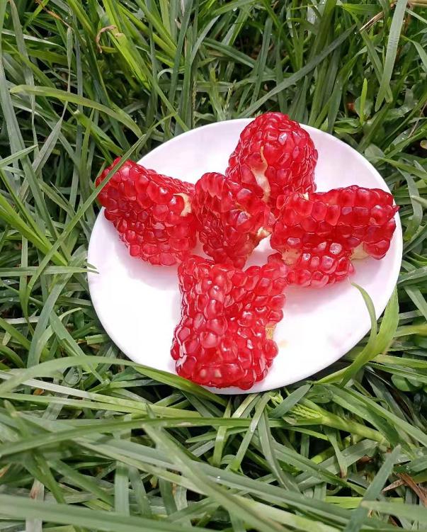 8月份最早上市水果,8月初成熟新品种桃