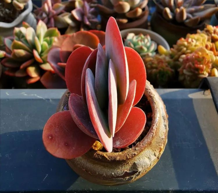 多肉砍头的怎么养,多肉怎么砍头才能爆发