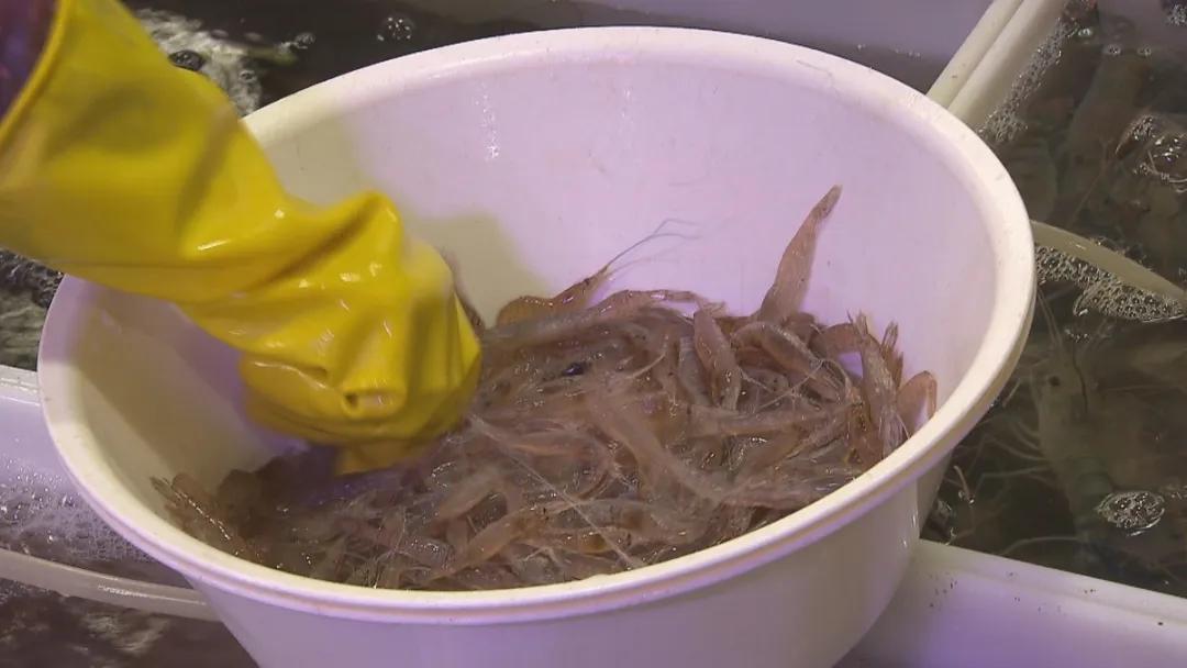 中国海鲜虾行情,鲜活河虾价格表