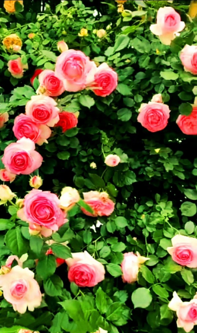 夏天美丽的花,漂亮的花儿开放时间