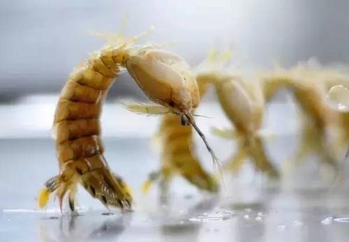 皮皮虾小朋友表情包,皮皮虾特别火的小孩子表情包