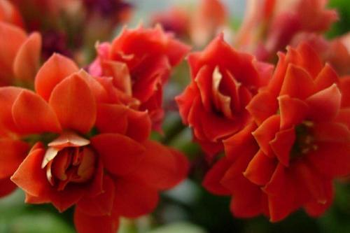 长寿花叶子一碰就掉是怎么回事,长寿花叶子一碰就掉怎么办