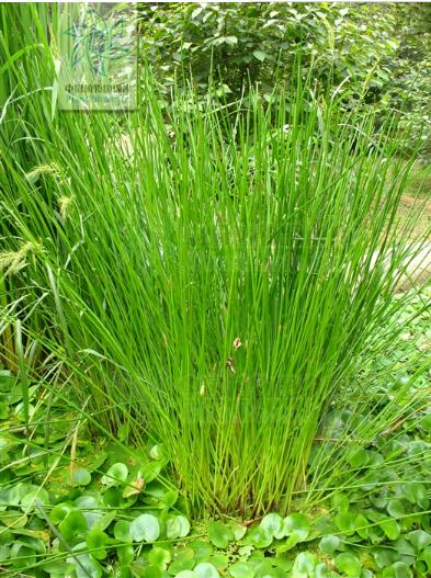 长着叶的模样,干着叶的活,为什么不给它叶的名分