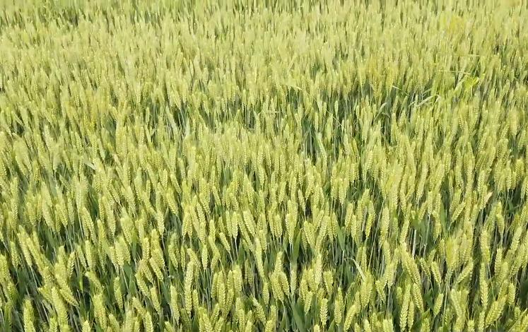 小麦叶面肥什么时间打最合适,小麦高产管理应注意哪些