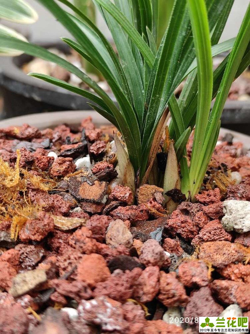 兰花是喜湿还是喜干怎么浇水,湿植料种兰花要马上浇水吗