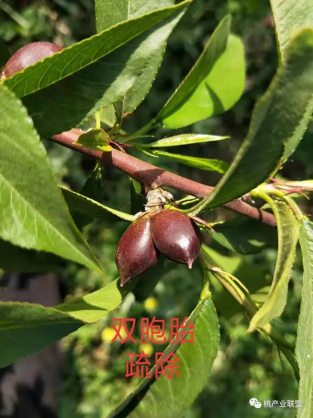 桃奴！桃奴！坚决不能留