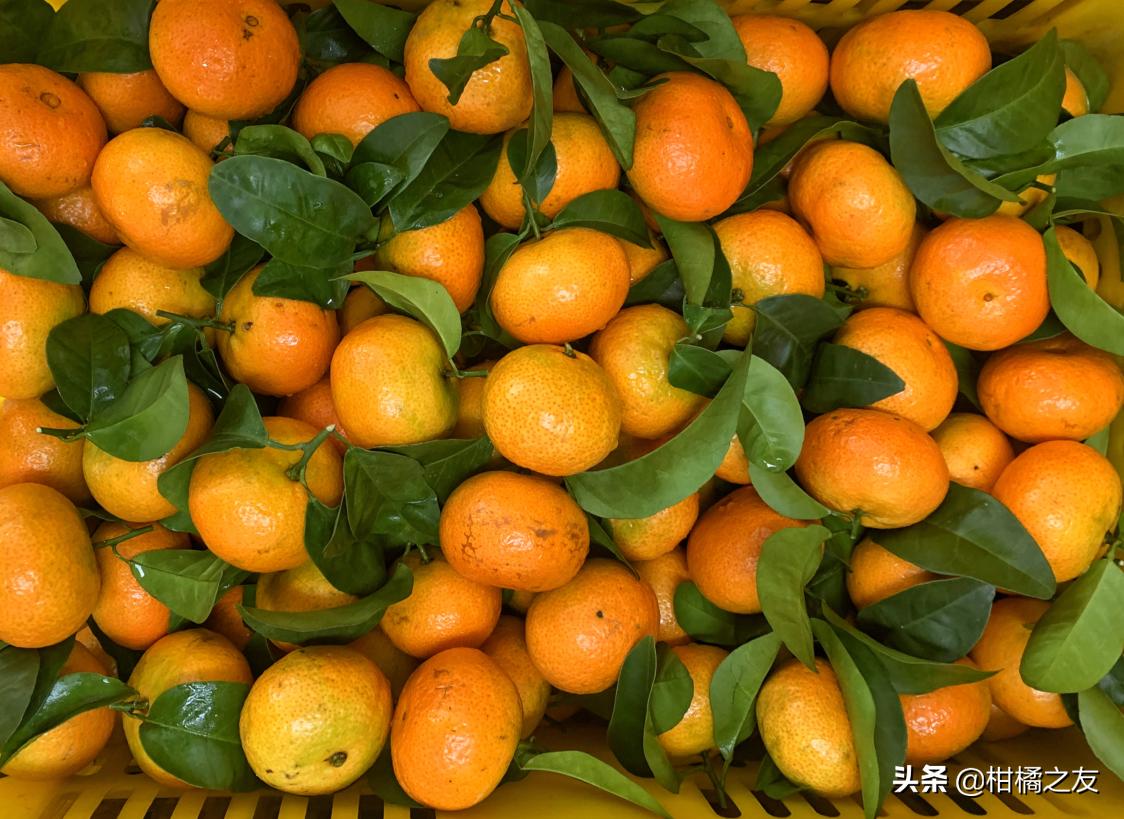 今年广西沙糖桔还有多少,广西百色西林沙糖桔