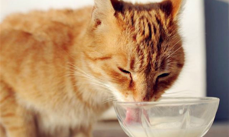 新手第一次养猫需要注意什么事项,新手养猫要注意什么给你22条建议