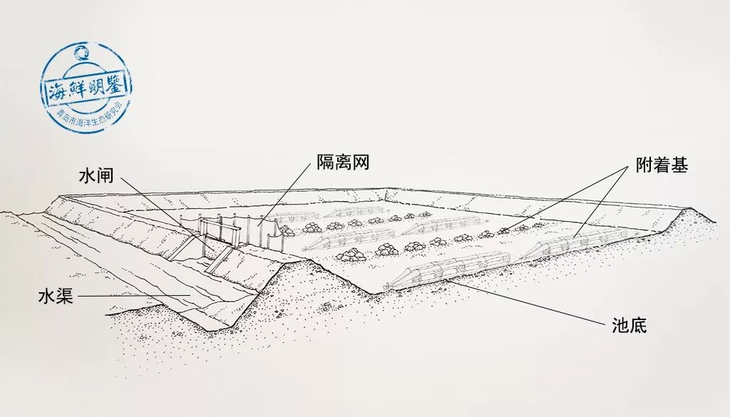 远销日韩,一斤可卖数千元!这条海中名“参”,为啥能卖这么贵?