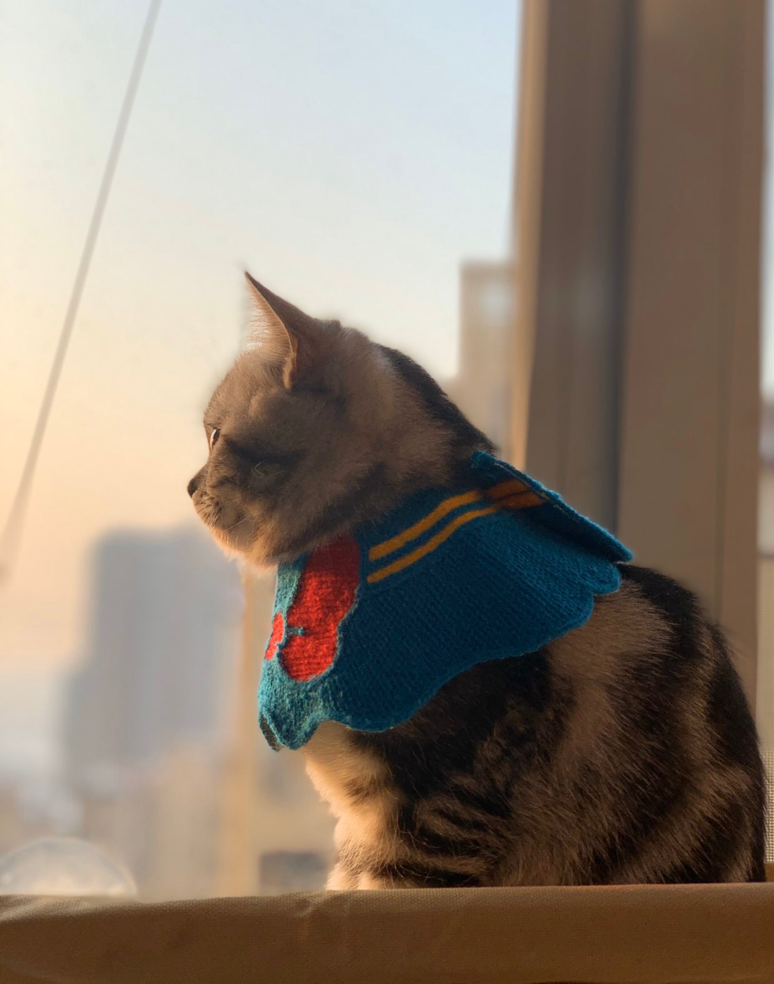 猫和人拍猫有什么区别图片,这样拍猫咪简直会被笑死