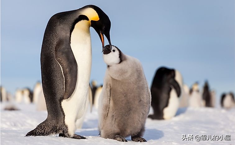 奇思妙想的动物有哪些,动物们的奇思妙想