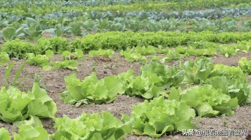 灌云特产内衣,灌云特产特殊内衣是什么