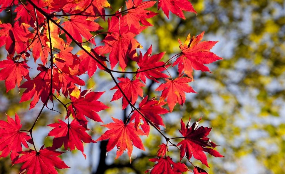 诗词吟诵《秋日》,秋日相思的古诗词