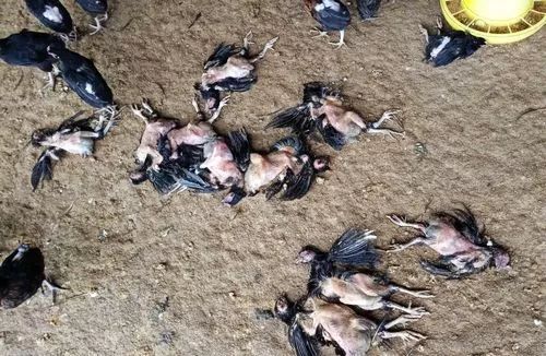 暴雨过后鸡要注意什么,大雨后鸡舍怎么处理