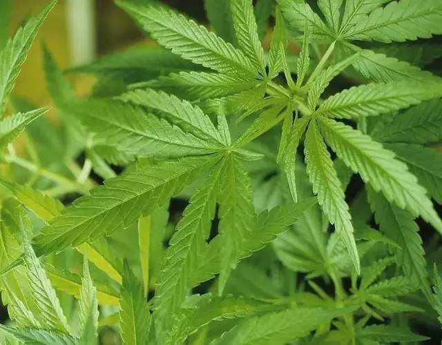 资本疯狂涌入，工业*麻大**护肤新蓝海靠不靠谱？