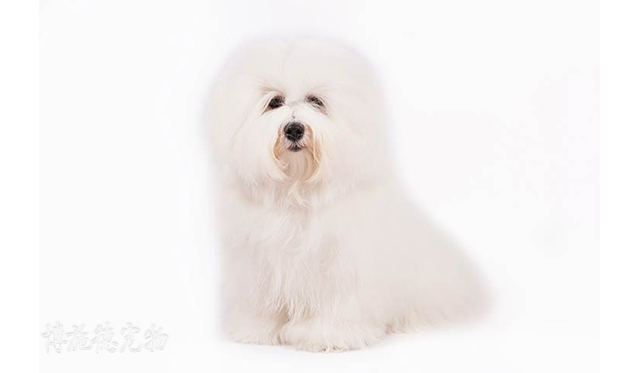 不爱叫的小型犬都有哪些,小型犬哪种比较聪明又不爱叫