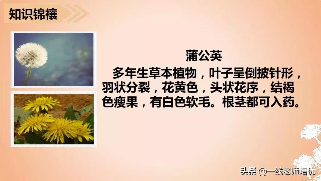 三年级语文金色的草地展现了什么,语文三年级上金色的草地课文讲解