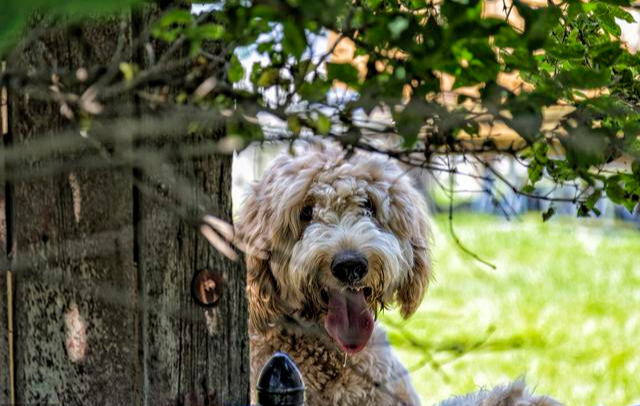 贵宾犬怎么养才不臭,贵宾犬怎么纠正护食