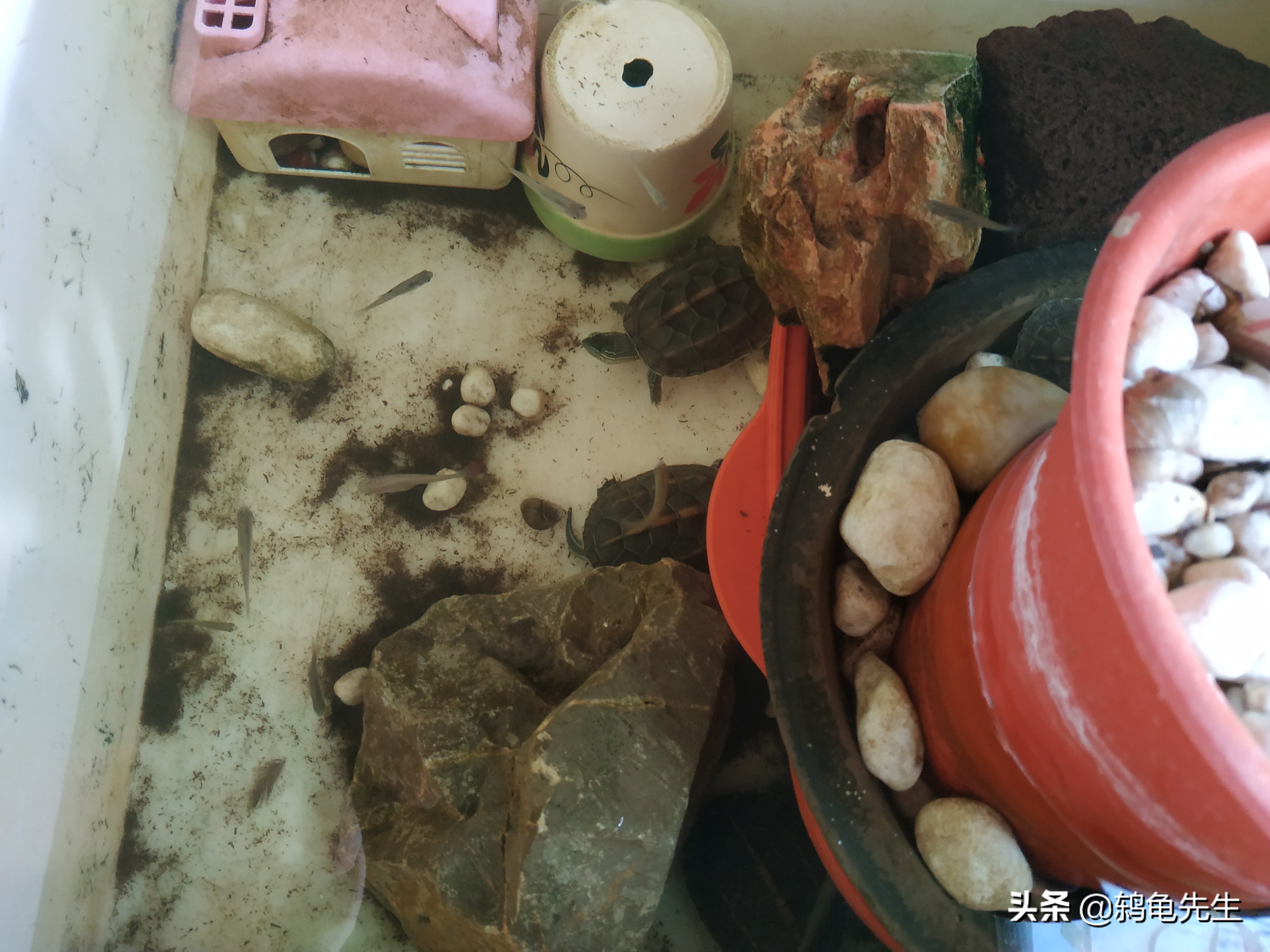 养小乌龟龟缸放多少水,乌龟养在龟缸怎么换水