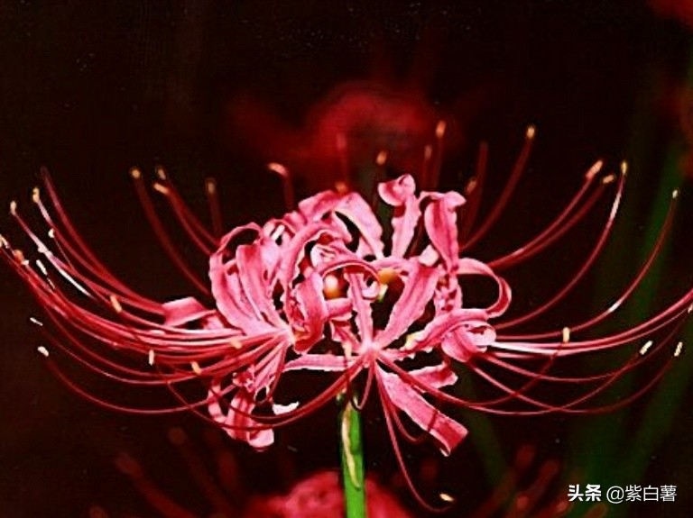 曼珠沙华不开花的时候长啥样,曼珠沙华开花后为什么不出叶