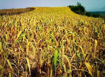 小米怎么生虫子,小米生虫子有什么办法把虫子除净