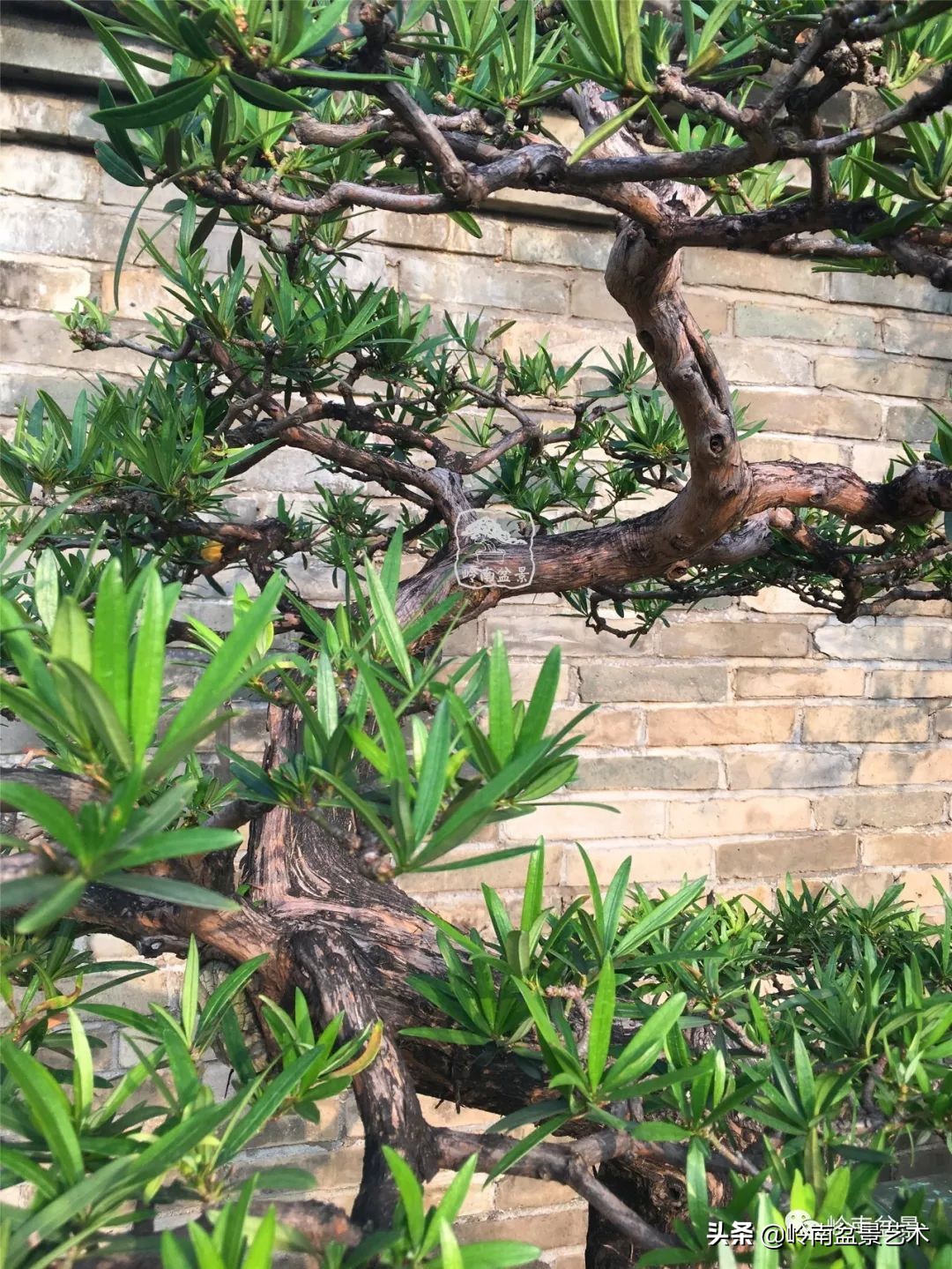 旺财罗汉松,罗汉松招财还是挡煞