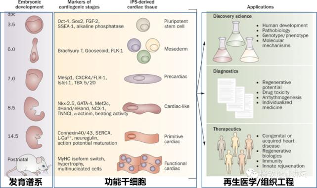 在未来，再生医学能够对我们身体“零件”进行直接的更换？