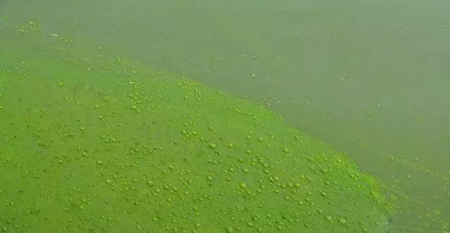 鱼塘绿藻是什么原因引起的,池塘发绿怎么处理