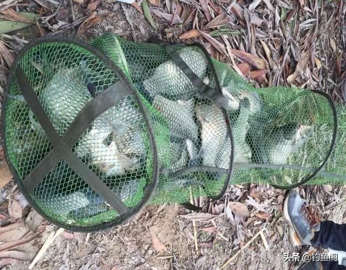 鱼塘放鸡粪为什么钓不到鱼,鱼塘里的鱼反复钓为什么不受伤