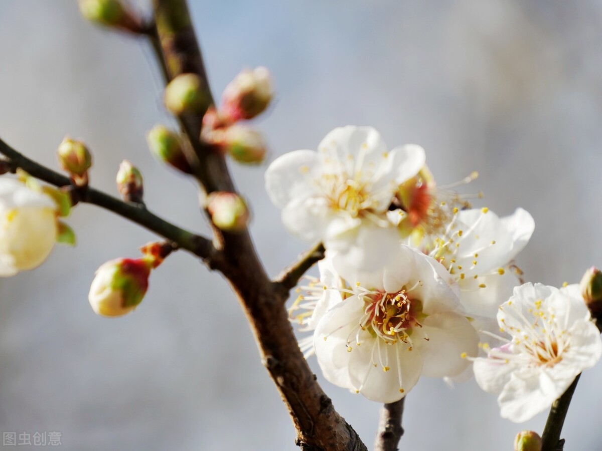 即将开花的十种植物,先长叶后开花的植物