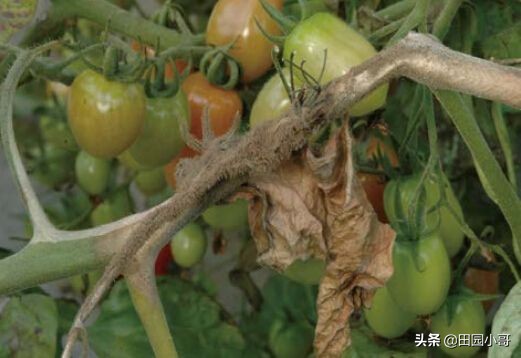 西红柿灰霉病识别与防治,西红柿晚疫病和灰霉病区别和用药
