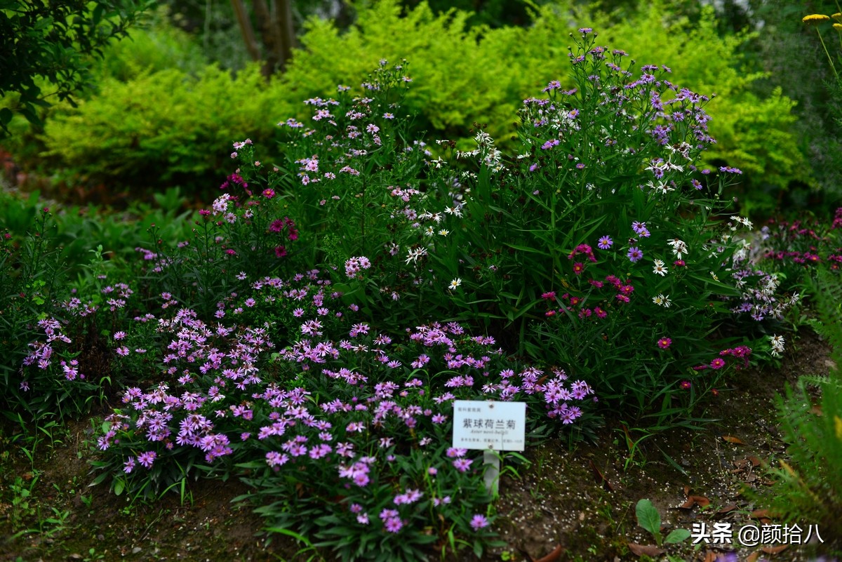 扶不起的绿植,扶不起的绿植视频