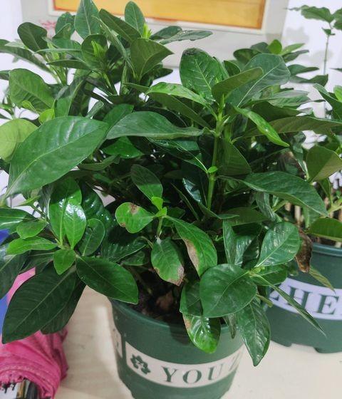 买到黄泥土栀子花,买到黄泥土栽的栀子花怎么处理