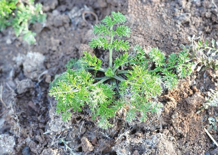 清明植物图鉴,清明时有什么植物和动物