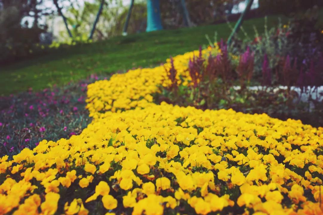 浙江爱心岛风景,杭州爱心岛游玩