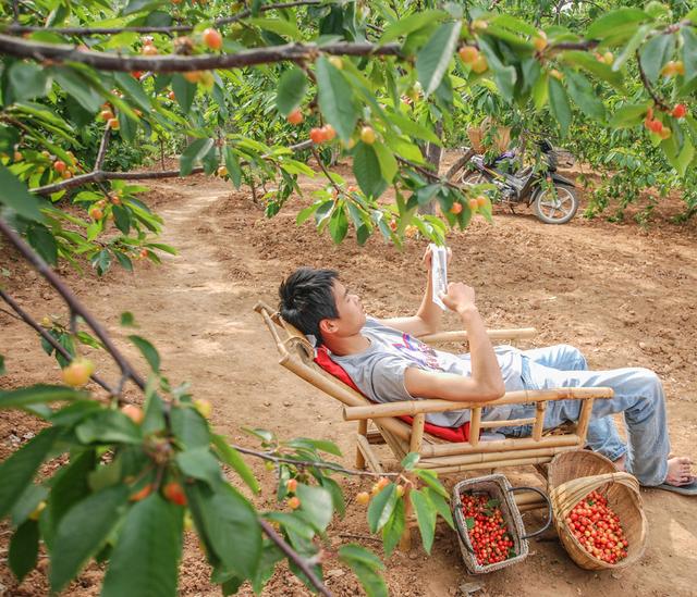 开封博爱网络樱桃节,博爱樱桃节是什么时候