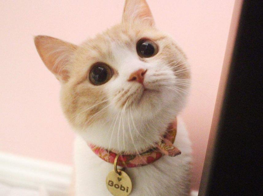 领养小猫咪时送什么礼物,领养刚出世的猫咪怎么喂养