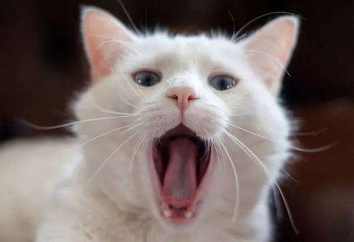 猫口炎是什么原因引起的,猫得口炎吃什么药