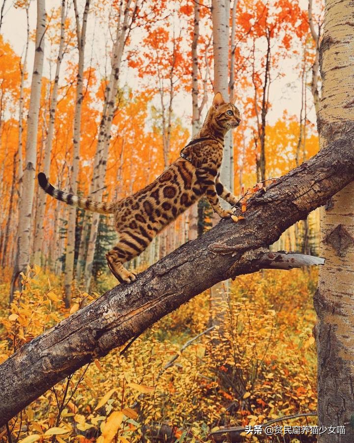 想养豹猫但咬人怎么办,想养孟加拉豹猫