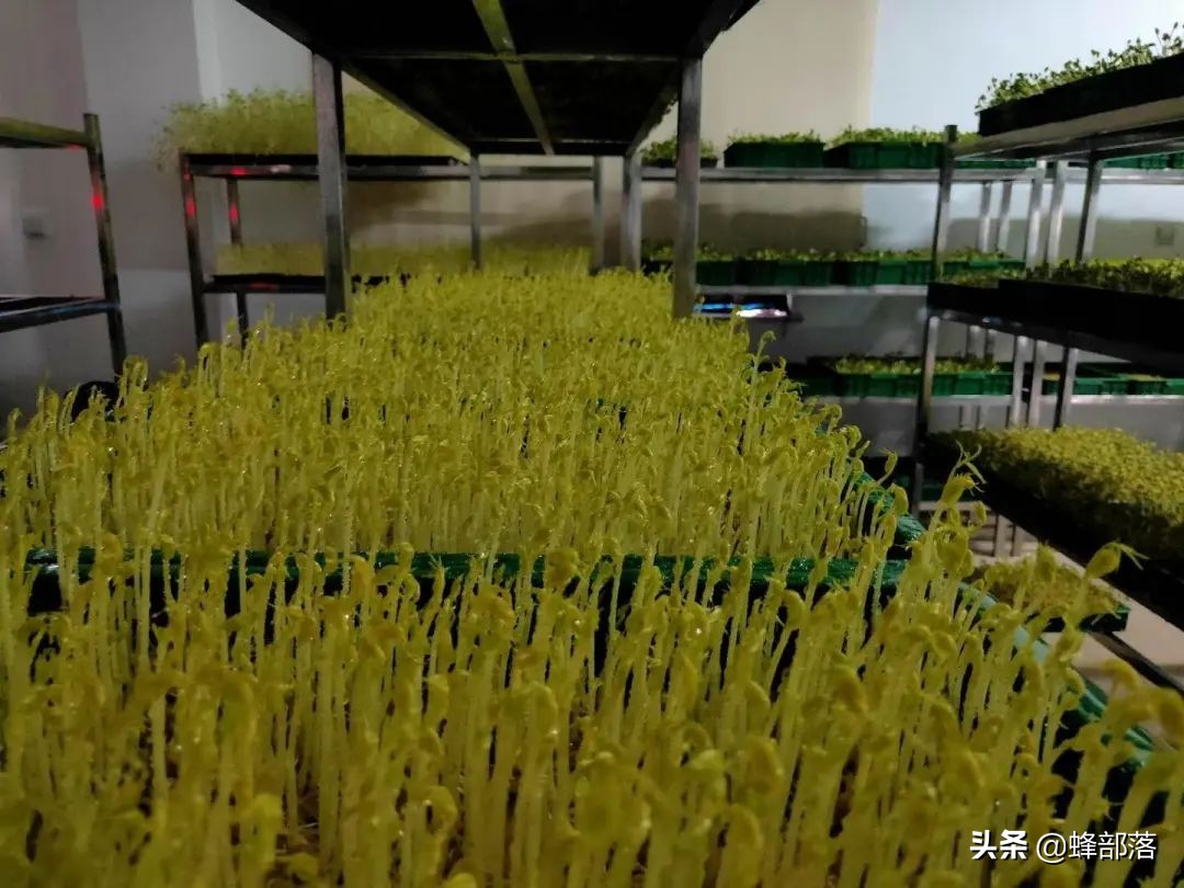 苗芽菜什么菜,徐州芽苗菜