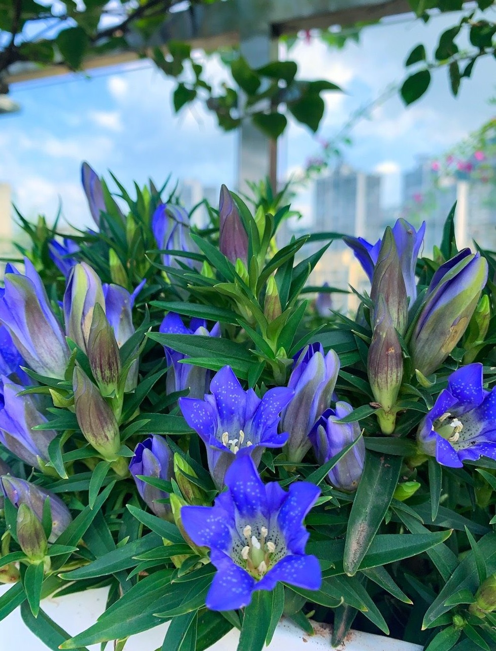 海洋之心花朵,海洋之心鲜花