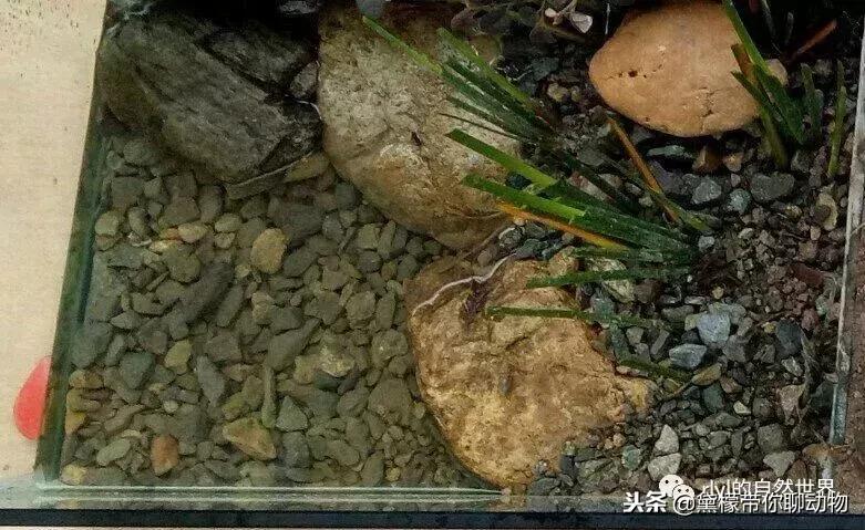 丛林造景黄缘龟池设计图大全,龟宝宝黄缘龟生态缸造景教程