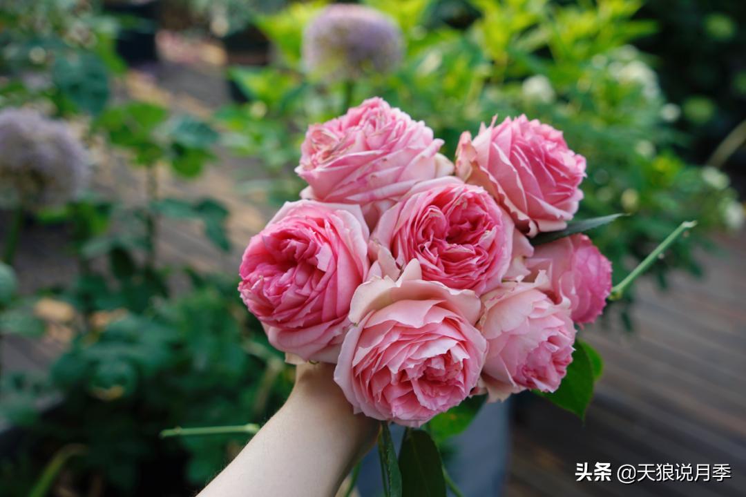 如何打造四季开花的花园,如何打造四季都有花的花园