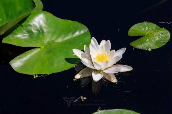 睡莲开花时我们准备去哪里,睡莲在白天开花还是在夜里开花