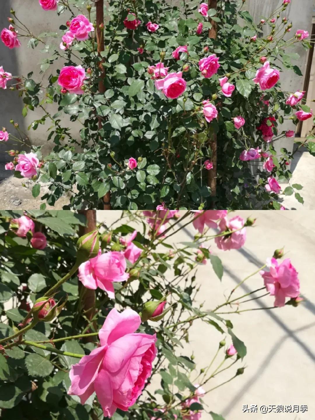 月季花是时候展现真正的技术了 (开春的第一波月季花就这么过去了)