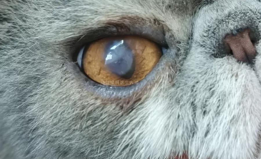 猫咪角膜坏死保守治疗,猫咪角膜坏死怎么治疗