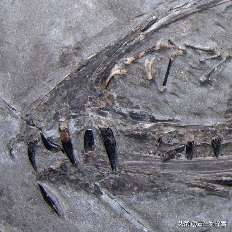 科学家发现恐龙的线索,翼龙会吃什么